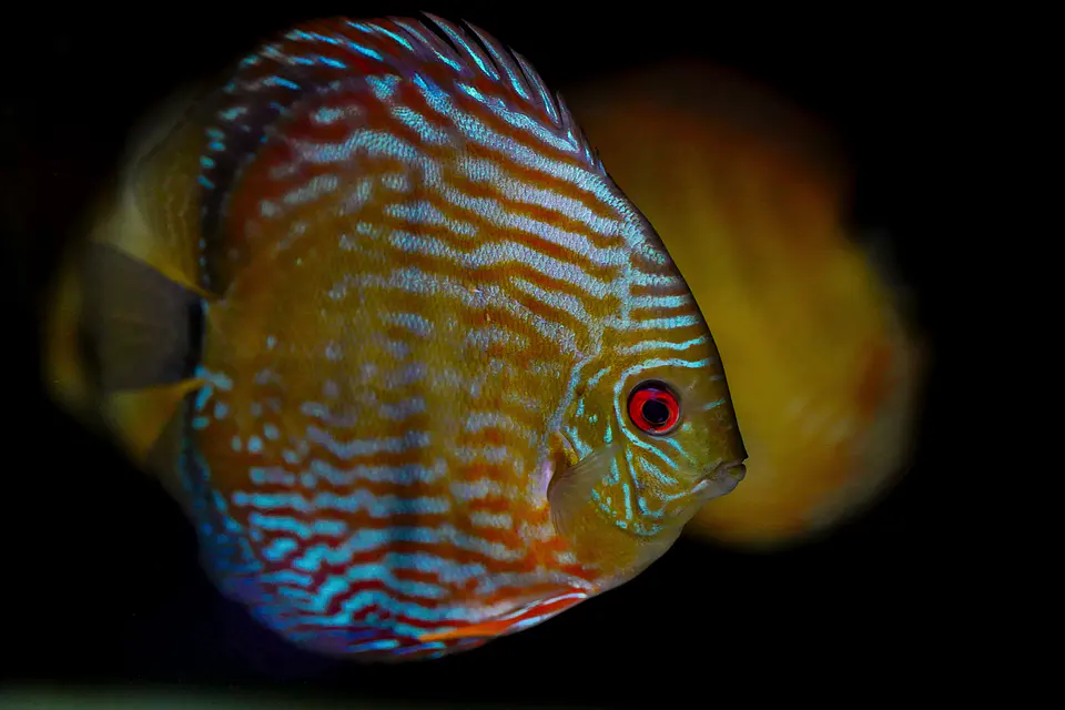 Iripixi Royal 1