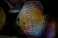 Iripixi Royal - thumbnail 3