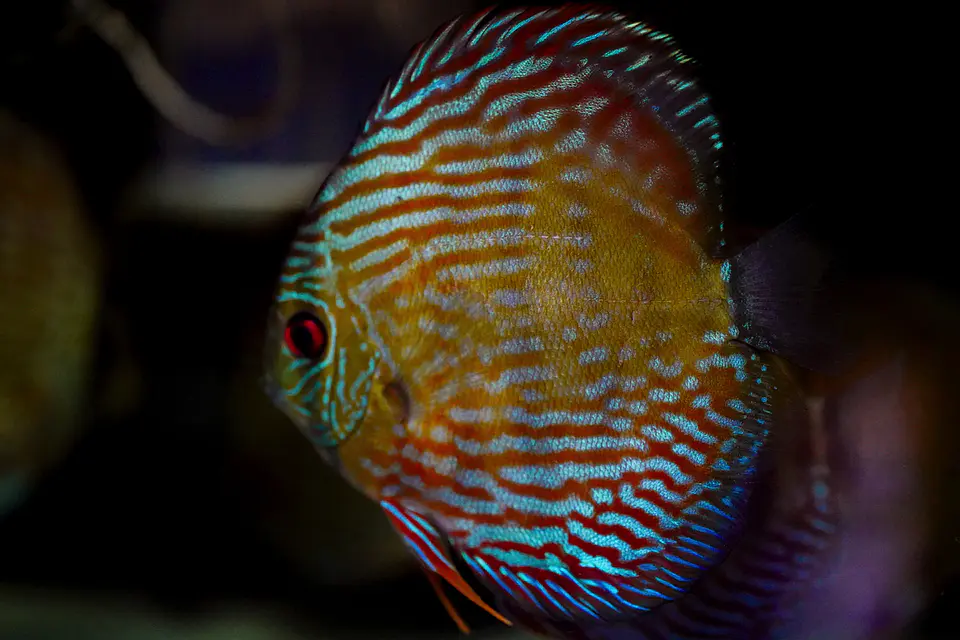 Iripixi Royal 3