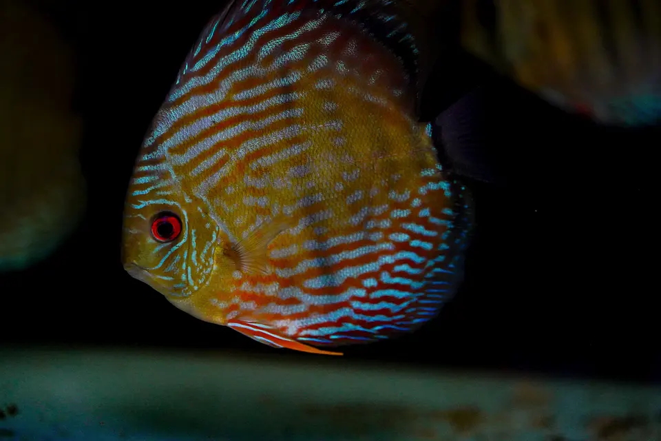 Iripixi Royal 5