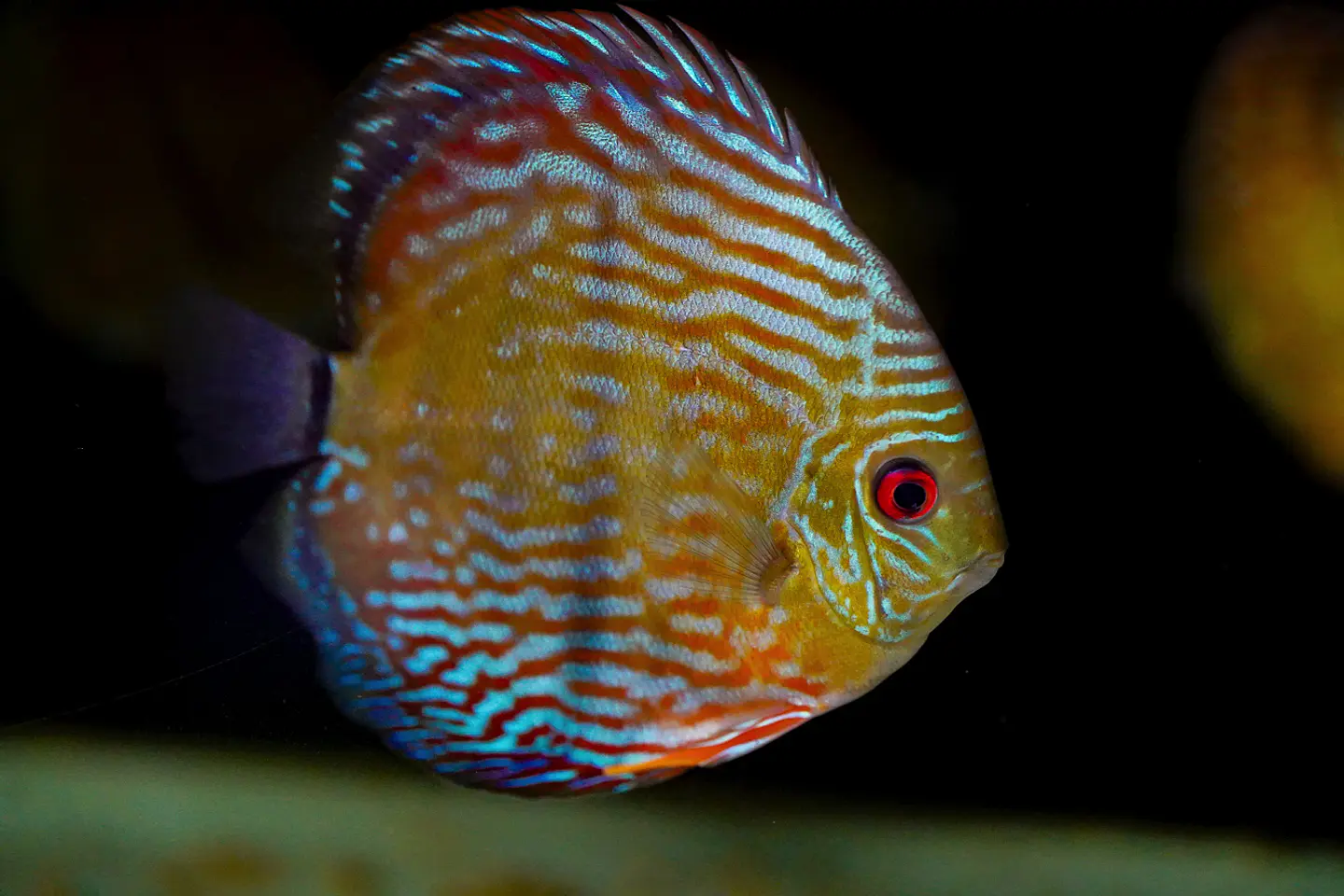Iripixi Royal 6