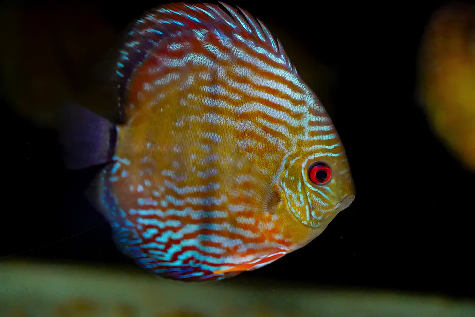 Iripixi Royal 6