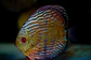 Iripixi Royal - thumbnail 2