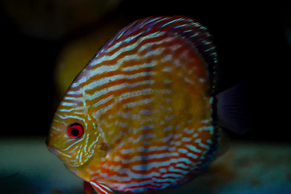 Iripixi Royal 2