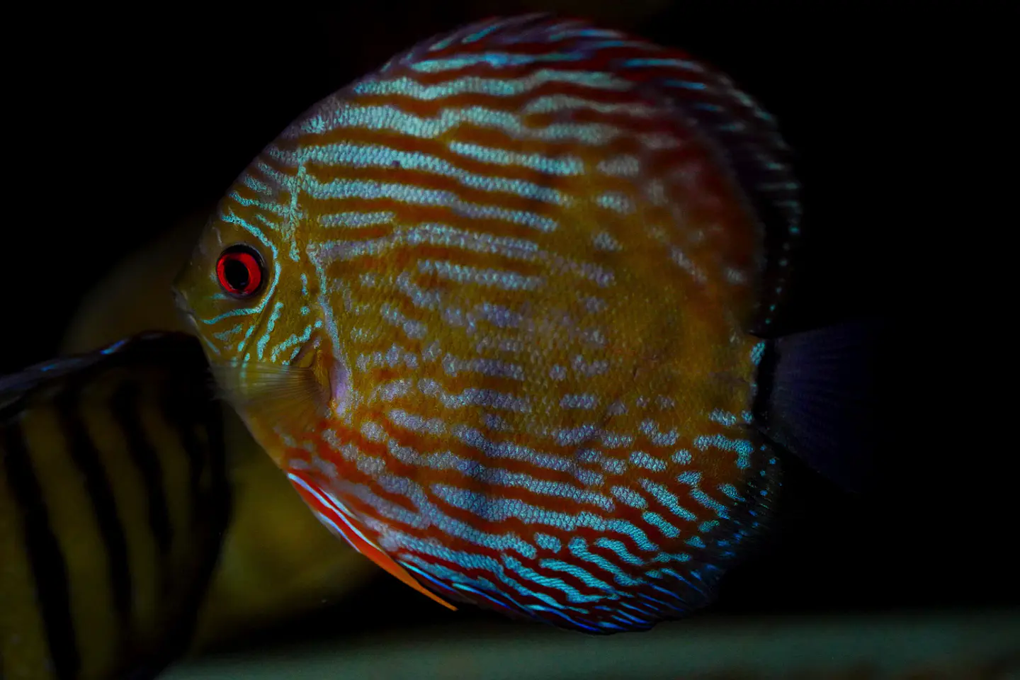 Iripixi Royal 7
