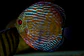 Iripixi Royal - thumbnail 7