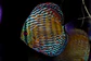 Iripixi Royal - thumbnail 8