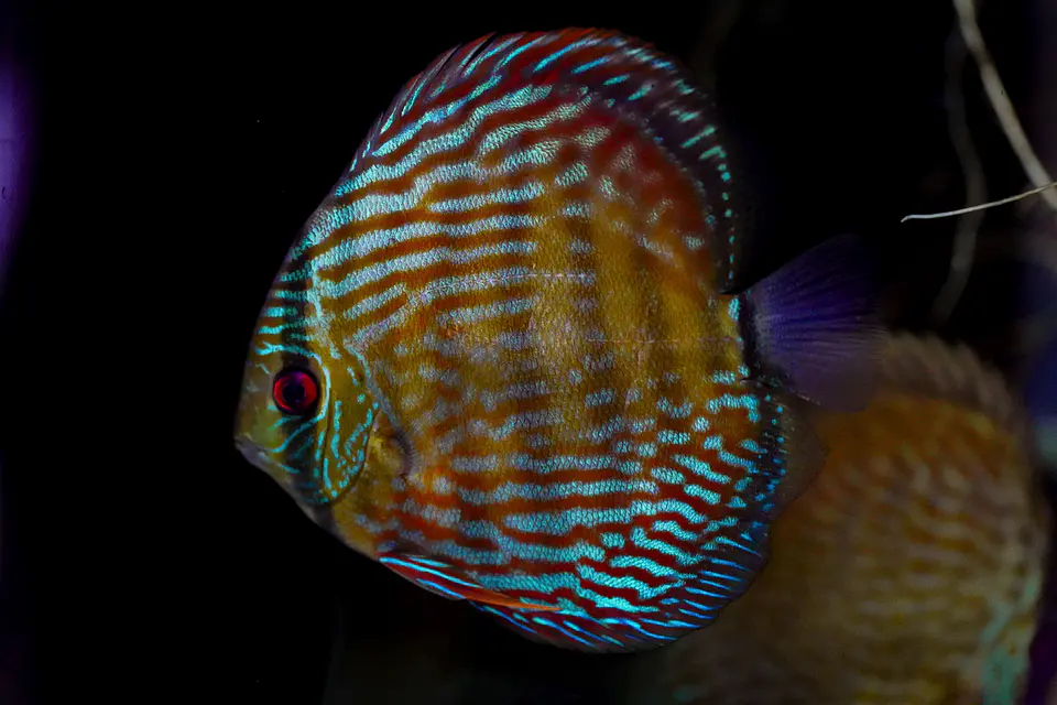 Iripixi Royal 8