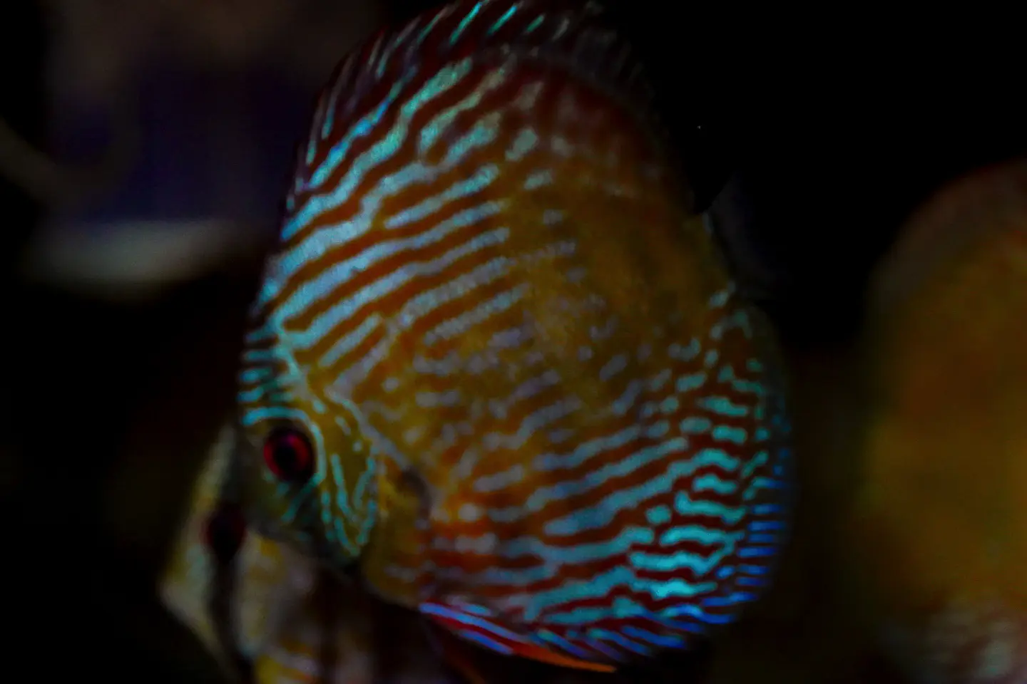 Iripixi Royal 9