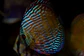 Iripixi Royal - thumbnail 9