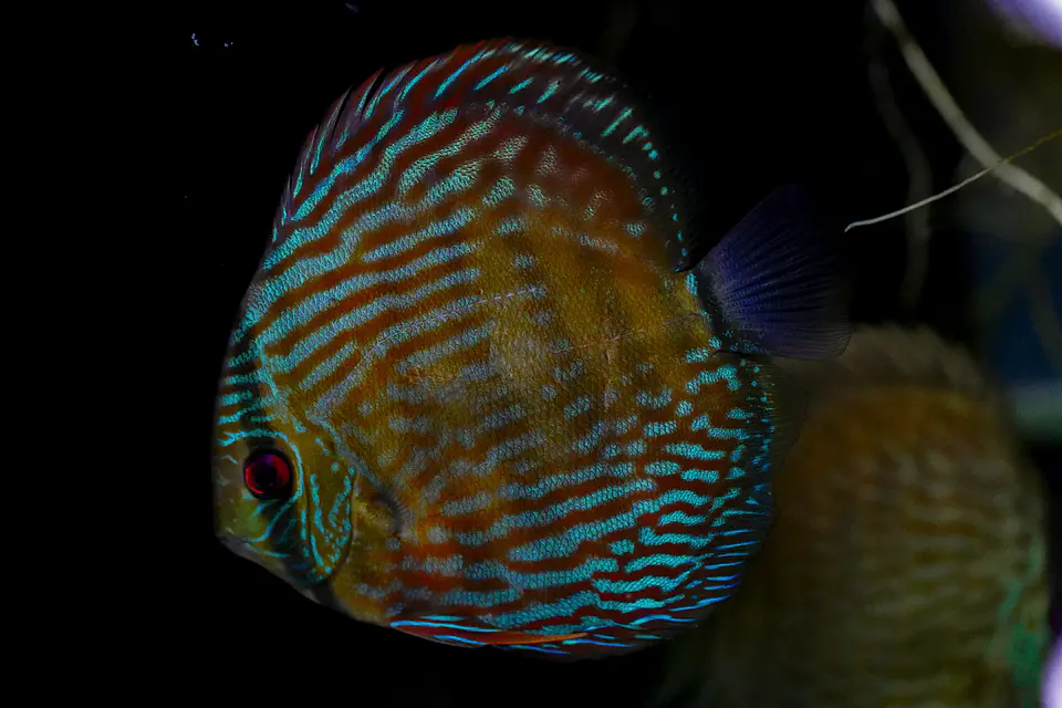 Iripixi Royal 11