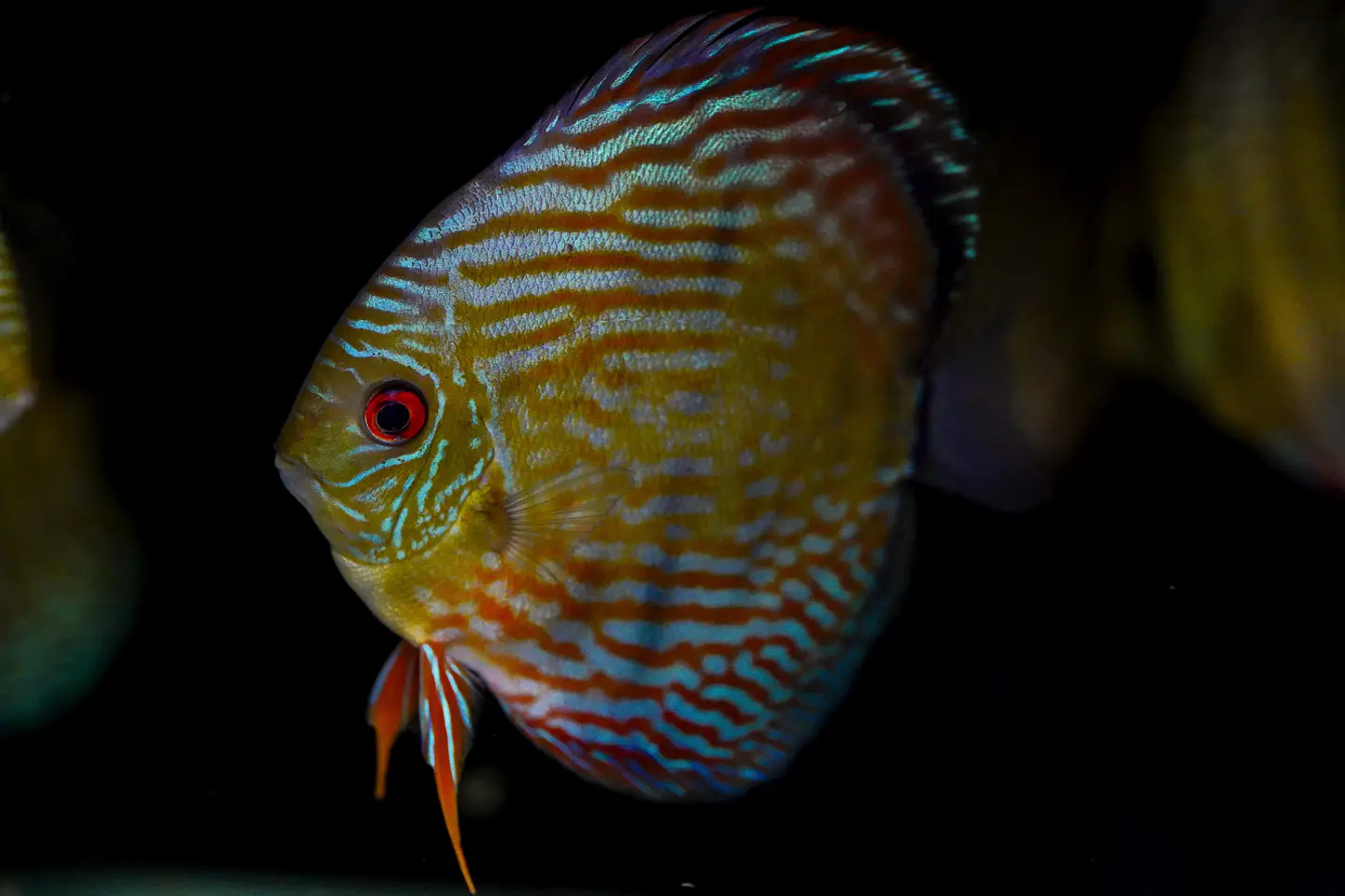 Iripixi Royal 12