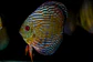 Iripixi Royal - thumbnail 12