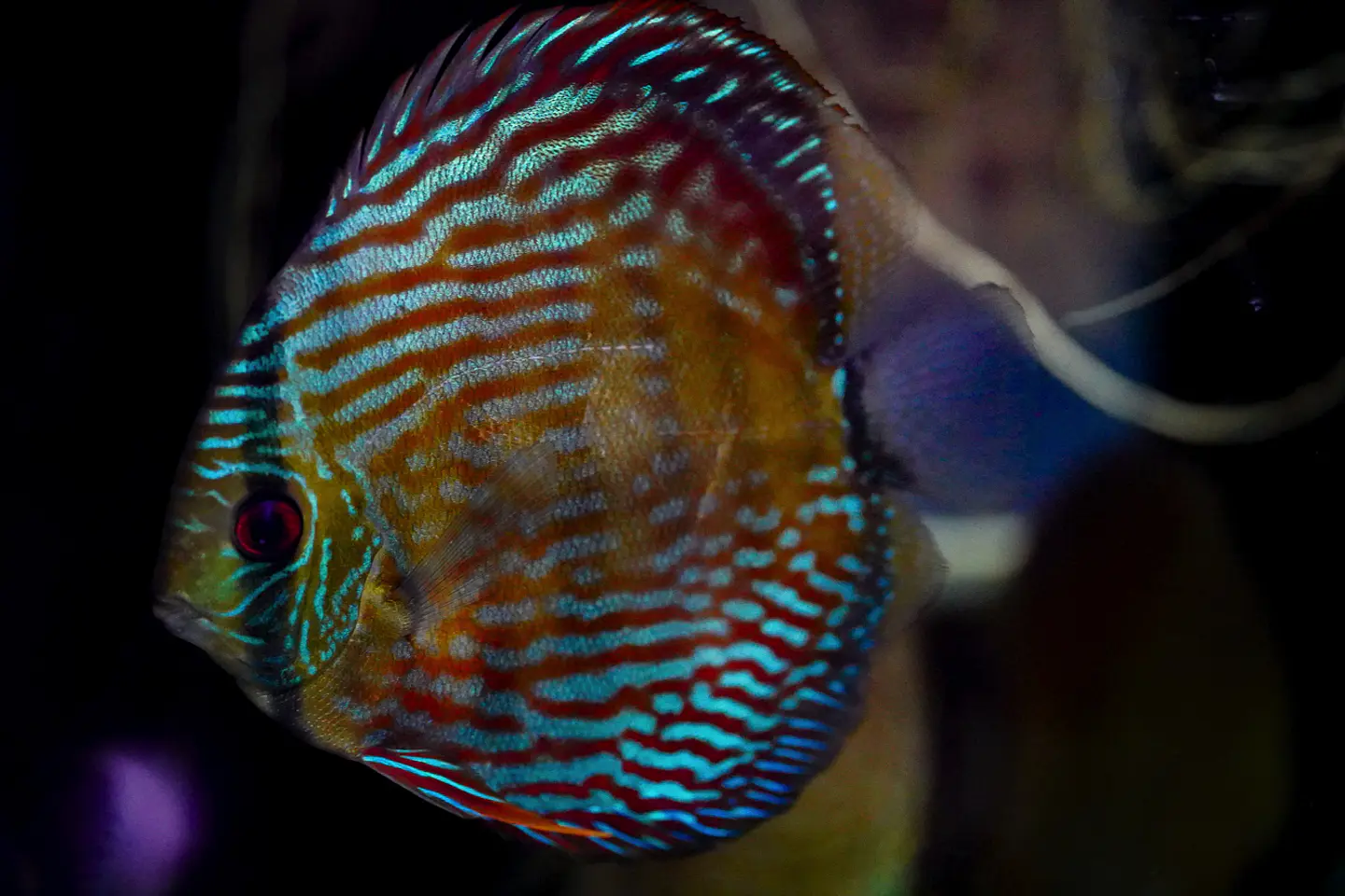 Iripixi Royal 13