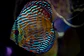 Iripixi Royal - thumbnail 13