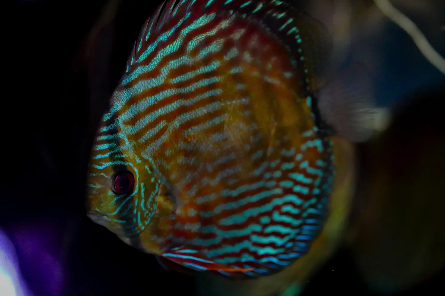 Iripixi Royal 14