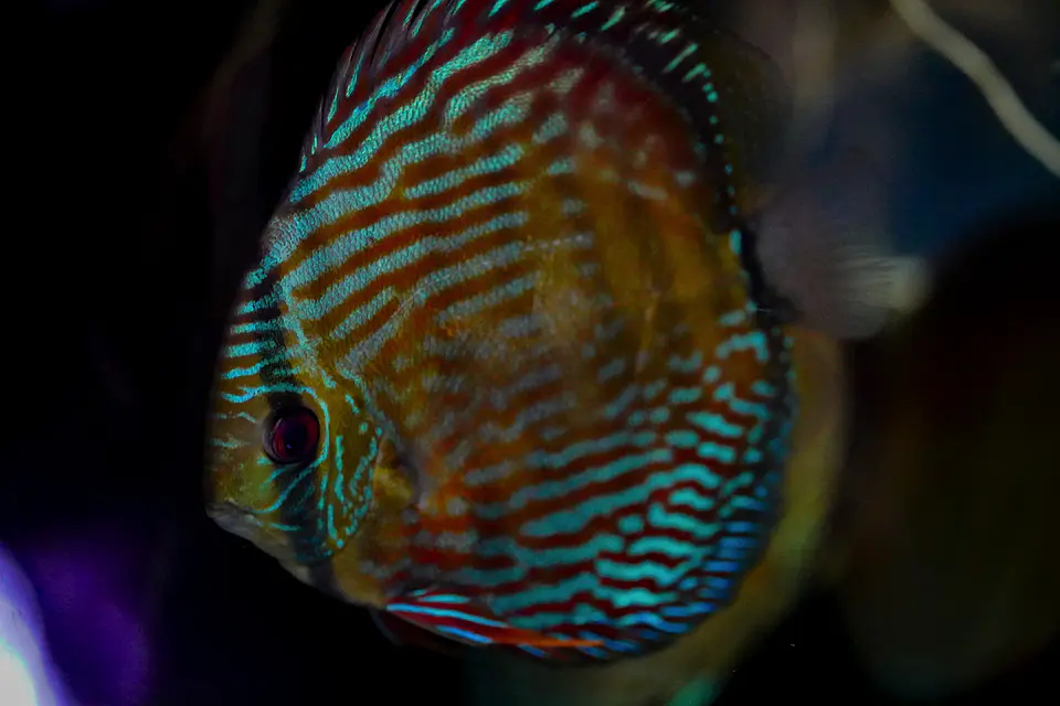 Iripixi Royal 14
