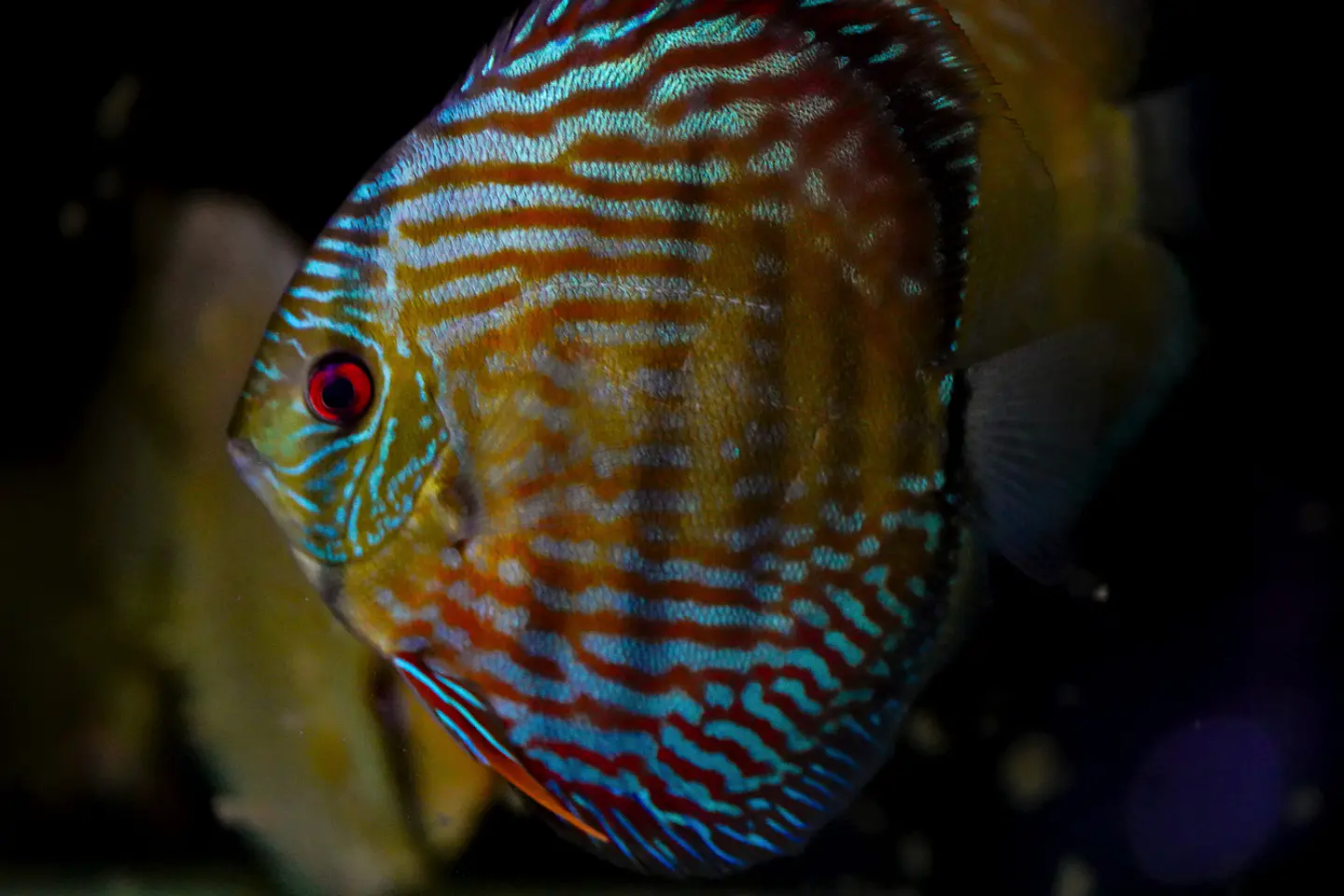 Iripixi Royal 15