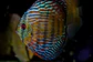 Iripixi Royal - thumbnail 15