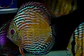 Iripixi Royal - thumbnail 1