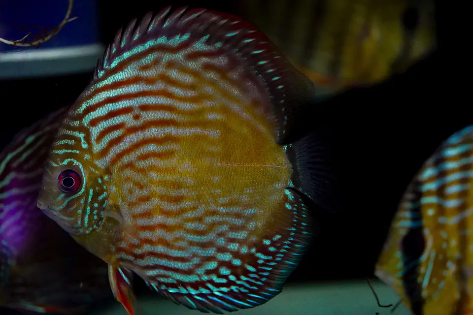 Iripixi Royal 1