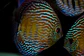 Iripixi Royal - thumbnail 2