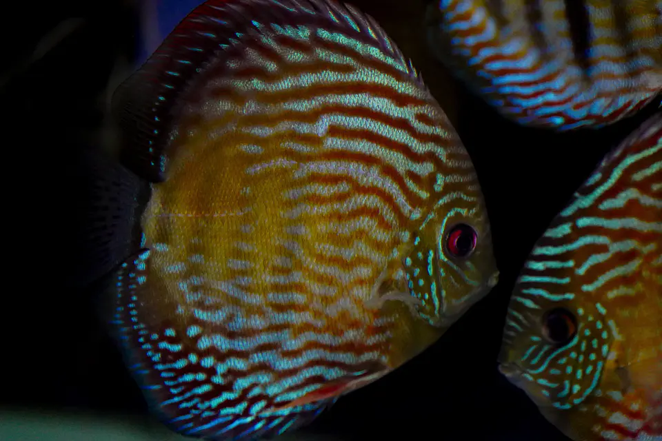 Iripixi Royal 2