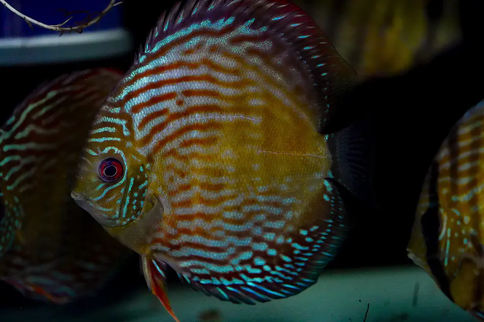 Iripixi Royal 3