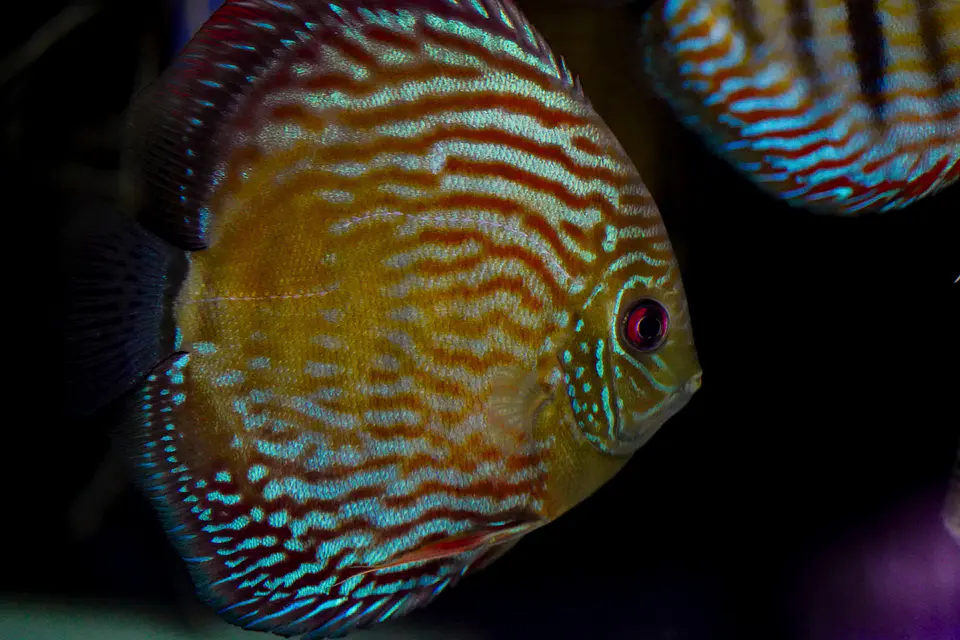 Iripixi Royal 4