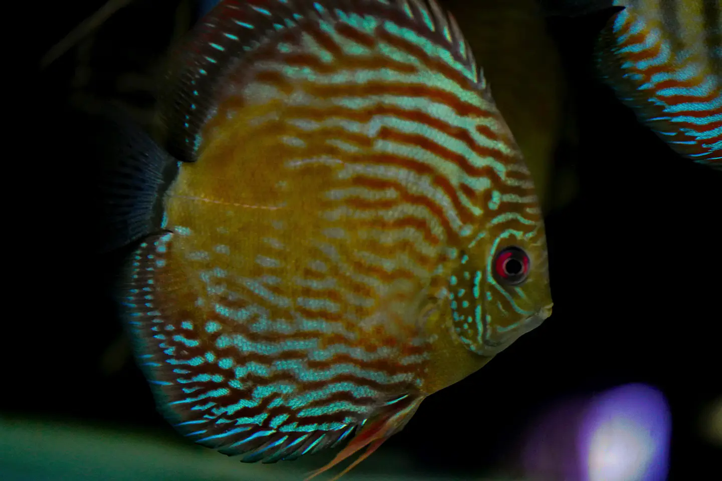 Iripixi Royal 6