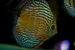 Iripixi Royal - thumbnail 6