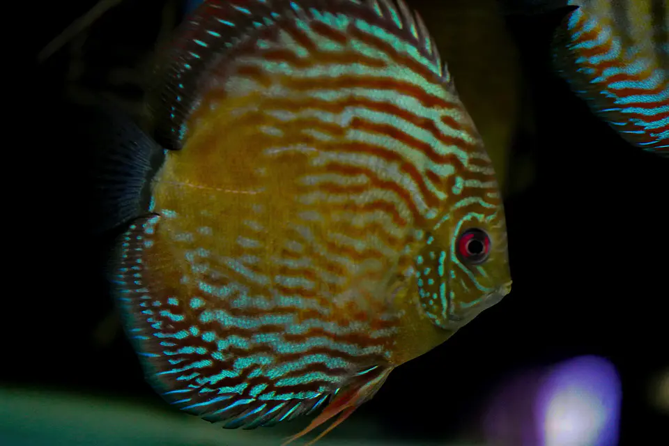 Iripixi Royal 6