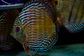 Iripixi Royal - thumbnail 7