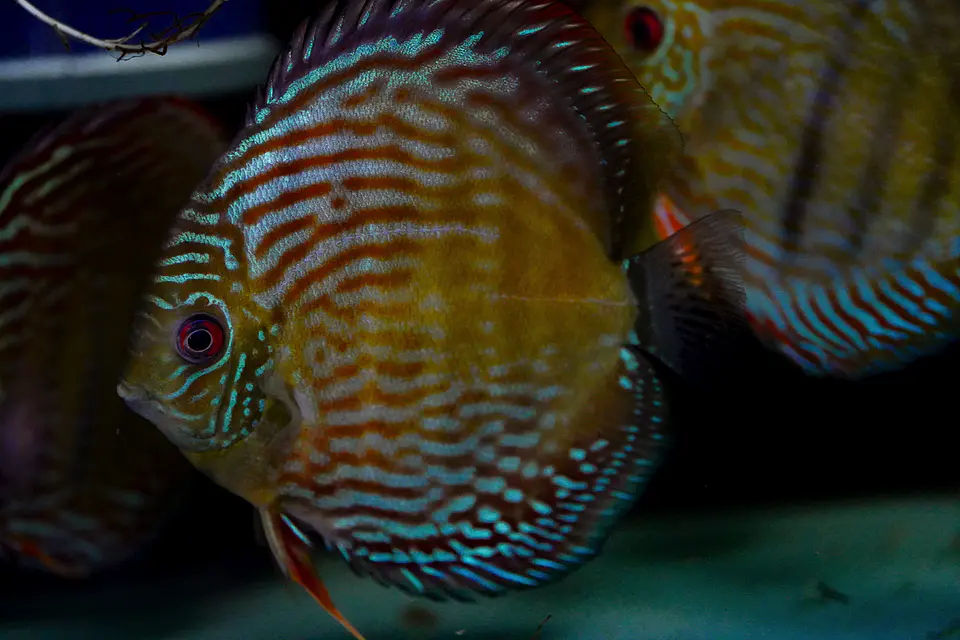 Iripixi Royal 7