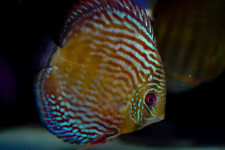 Iripixi Royal 8