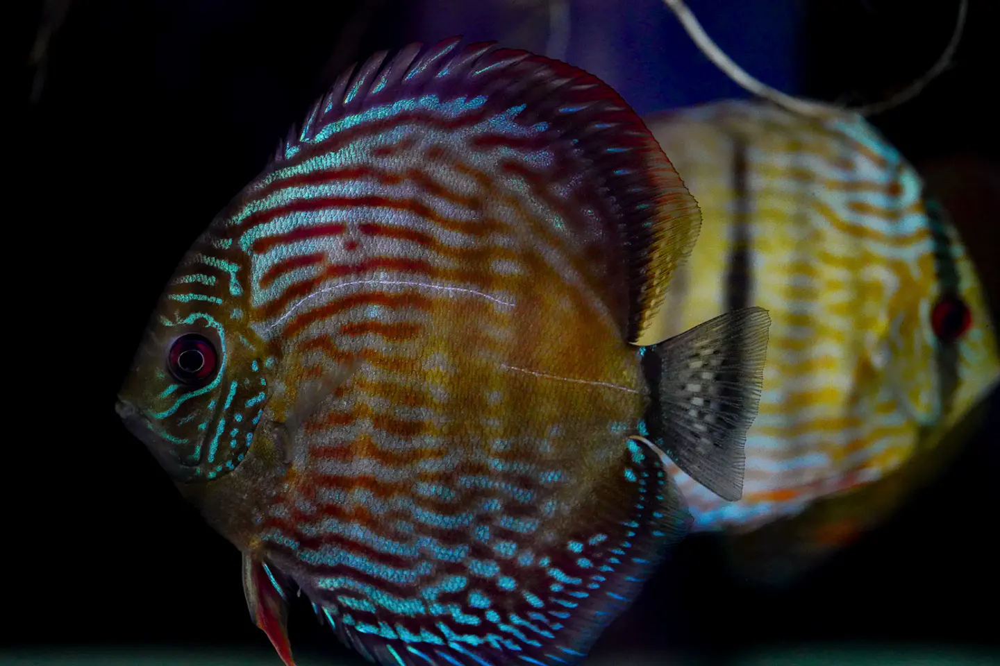 Iripixi Royal 9