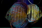 Iripixi Royal - thumbnail 9