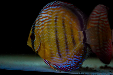 Iripixi Semi Royal