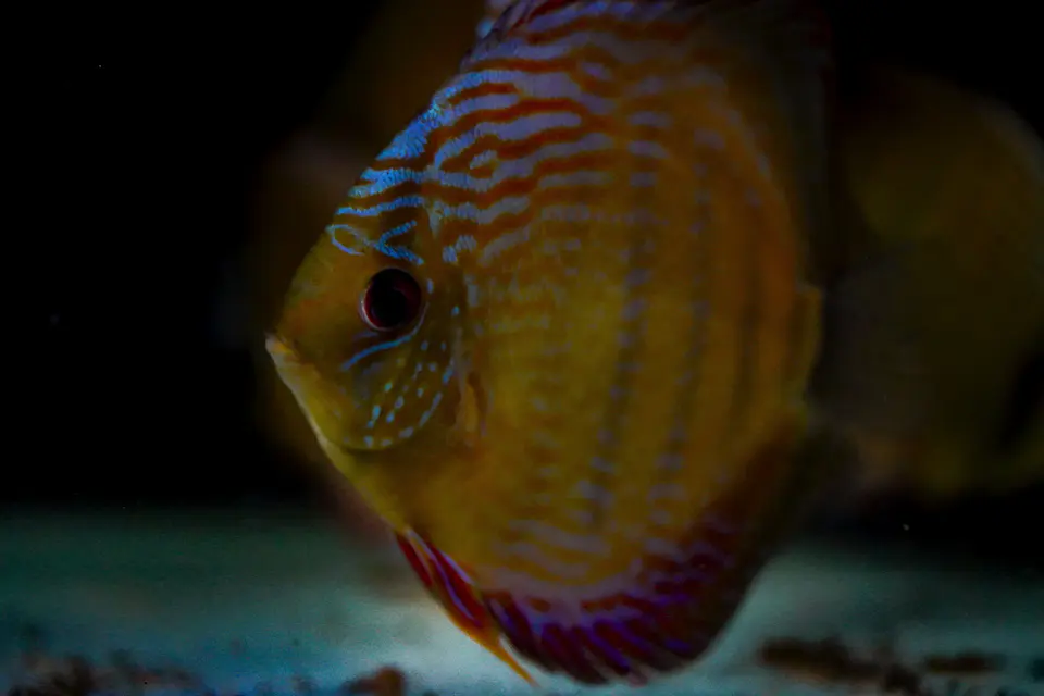 Iripixi Semi Royal 2