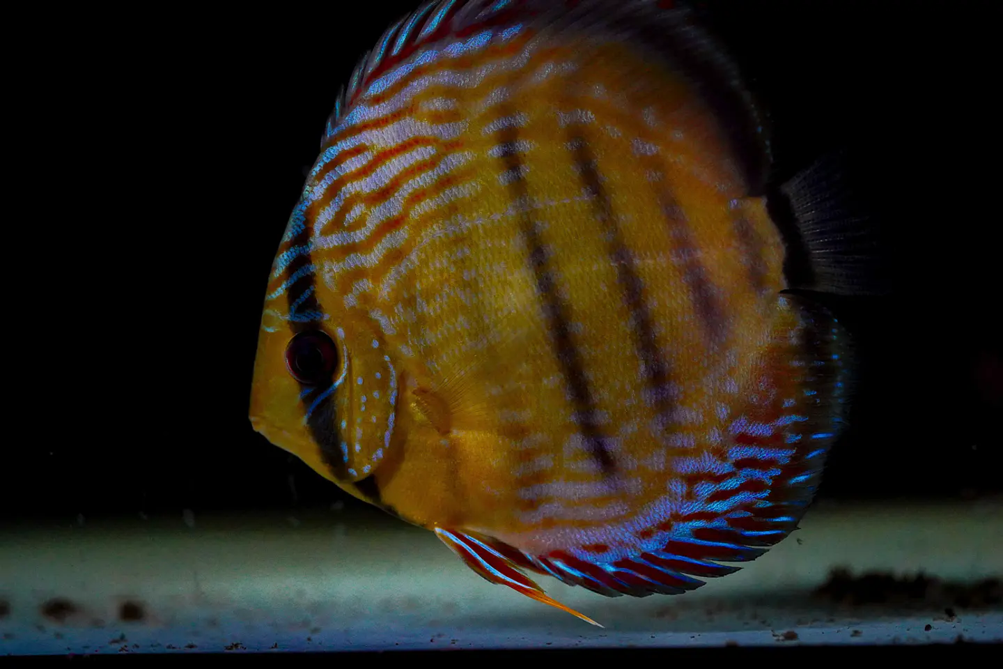 Iripixi Semi Royal 3