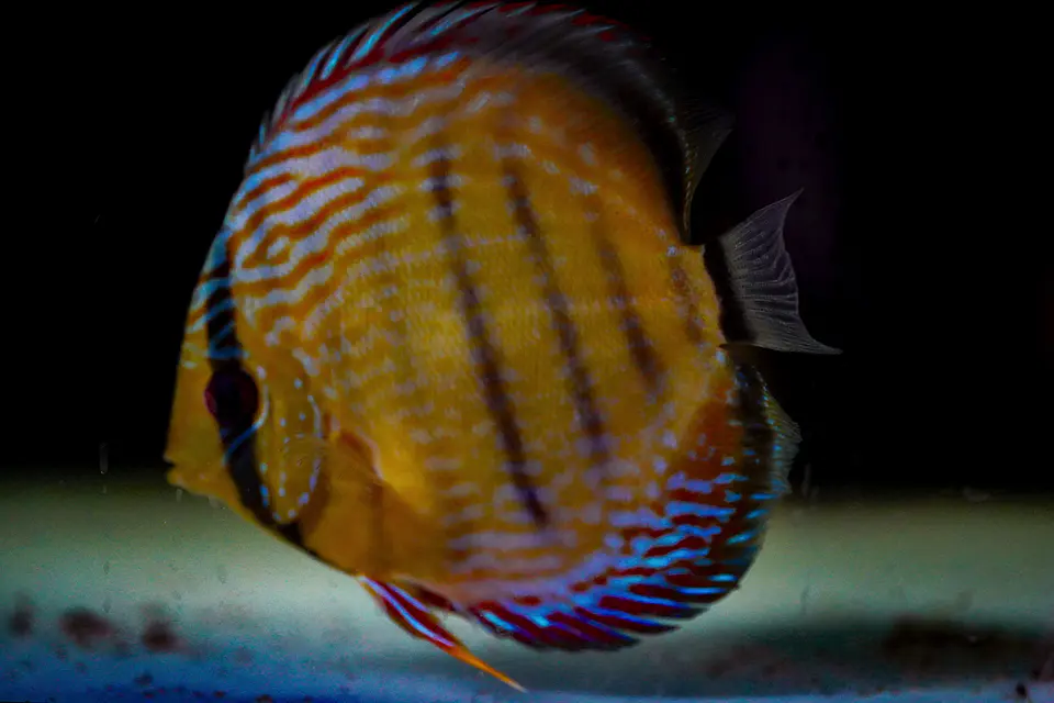 Iripixi Semi Royal 4