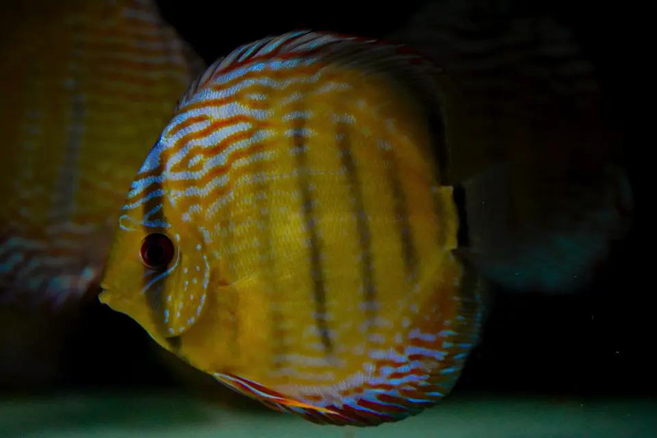 Iripixi Semi Royal 6