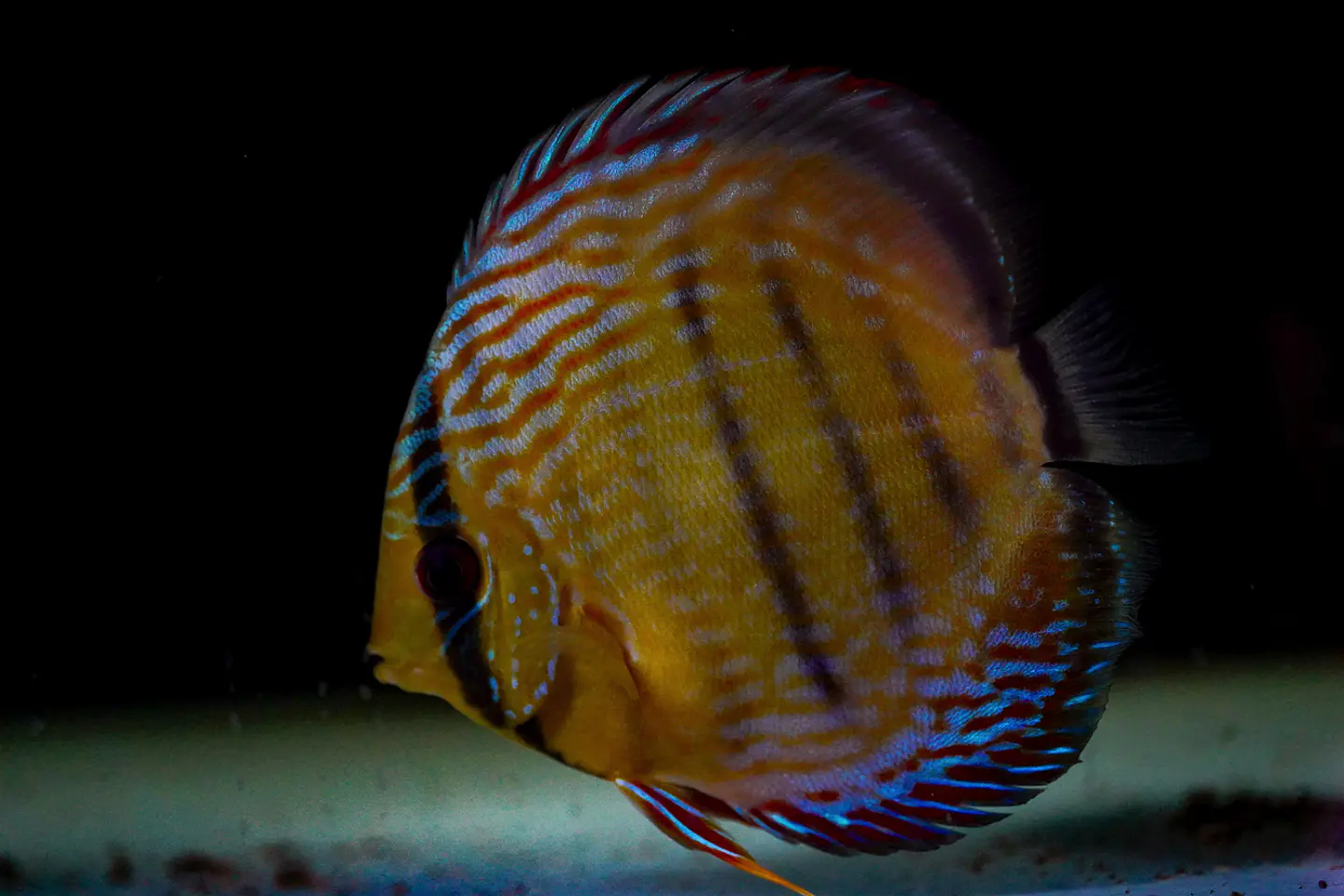 Iripixi Semi Royal 7