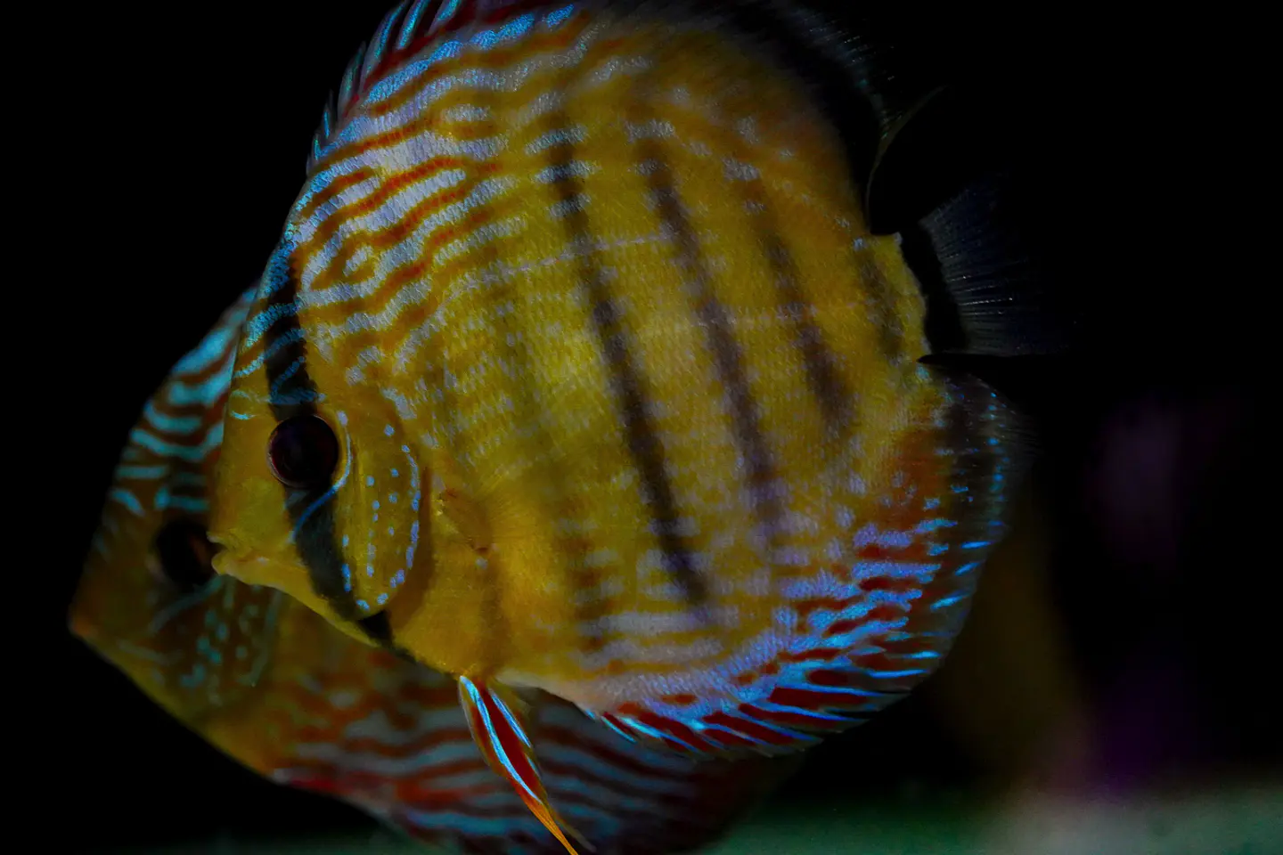 Iripixi Semi Royal 8