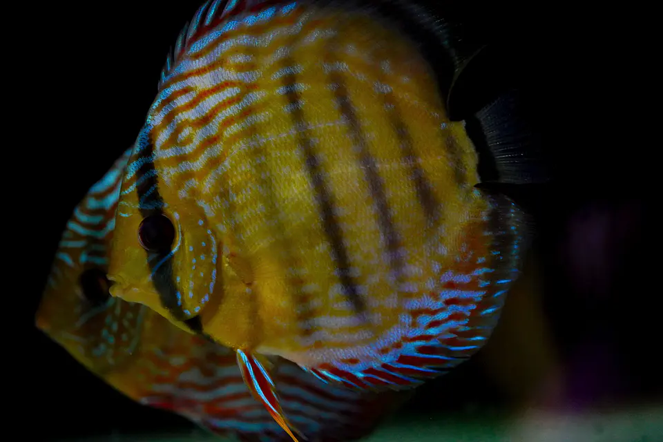 Iripixi Semi Royal 8