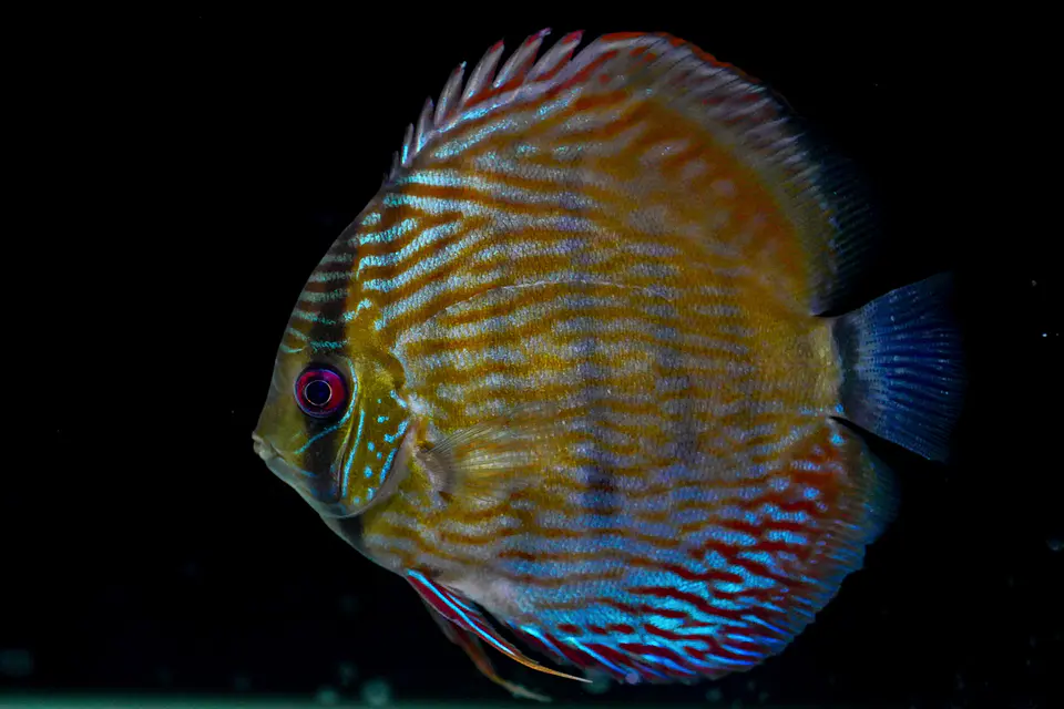 Iripixi Semi Royal 3