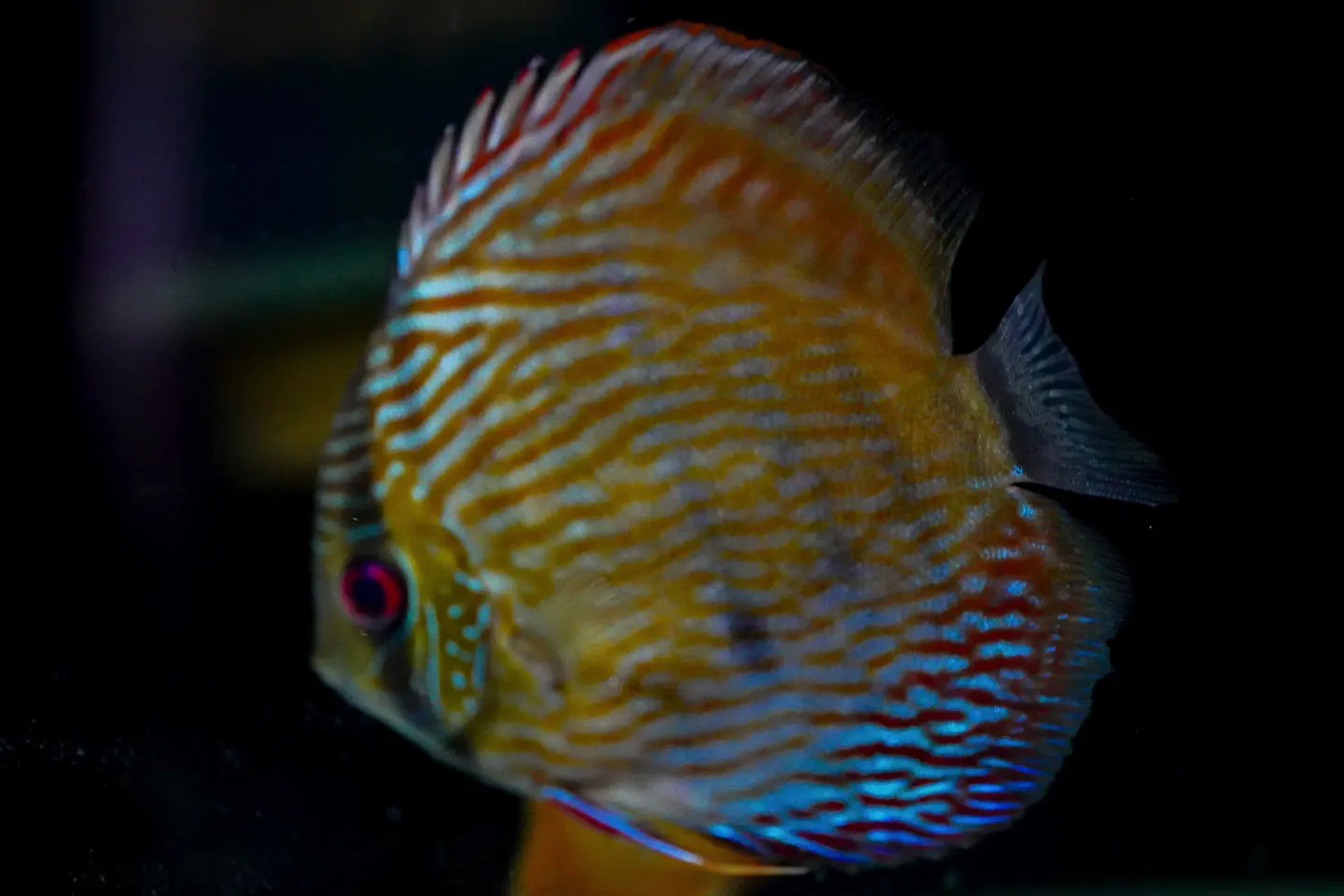 Iripixi Semi Royal 5