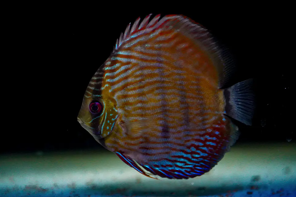 Iripixi Semi Royal 6