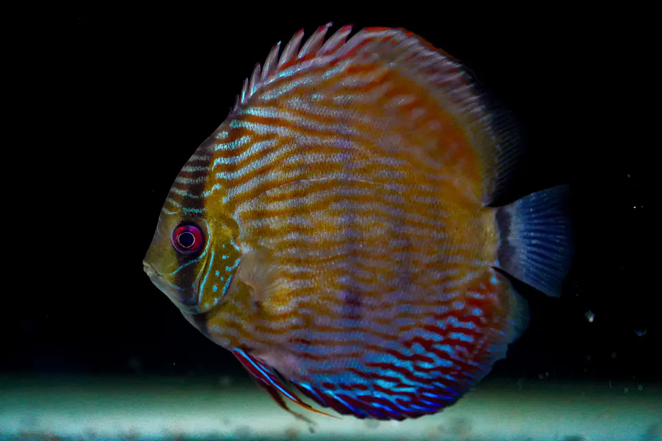 Iripixi Semi Royal 2