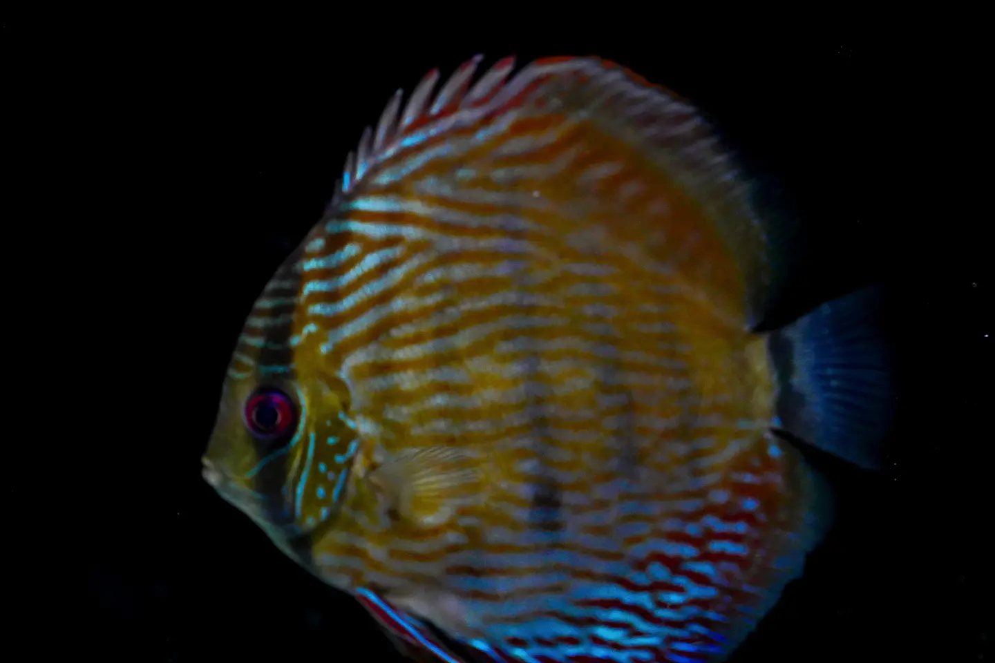 Iripixi Semi Royal 10